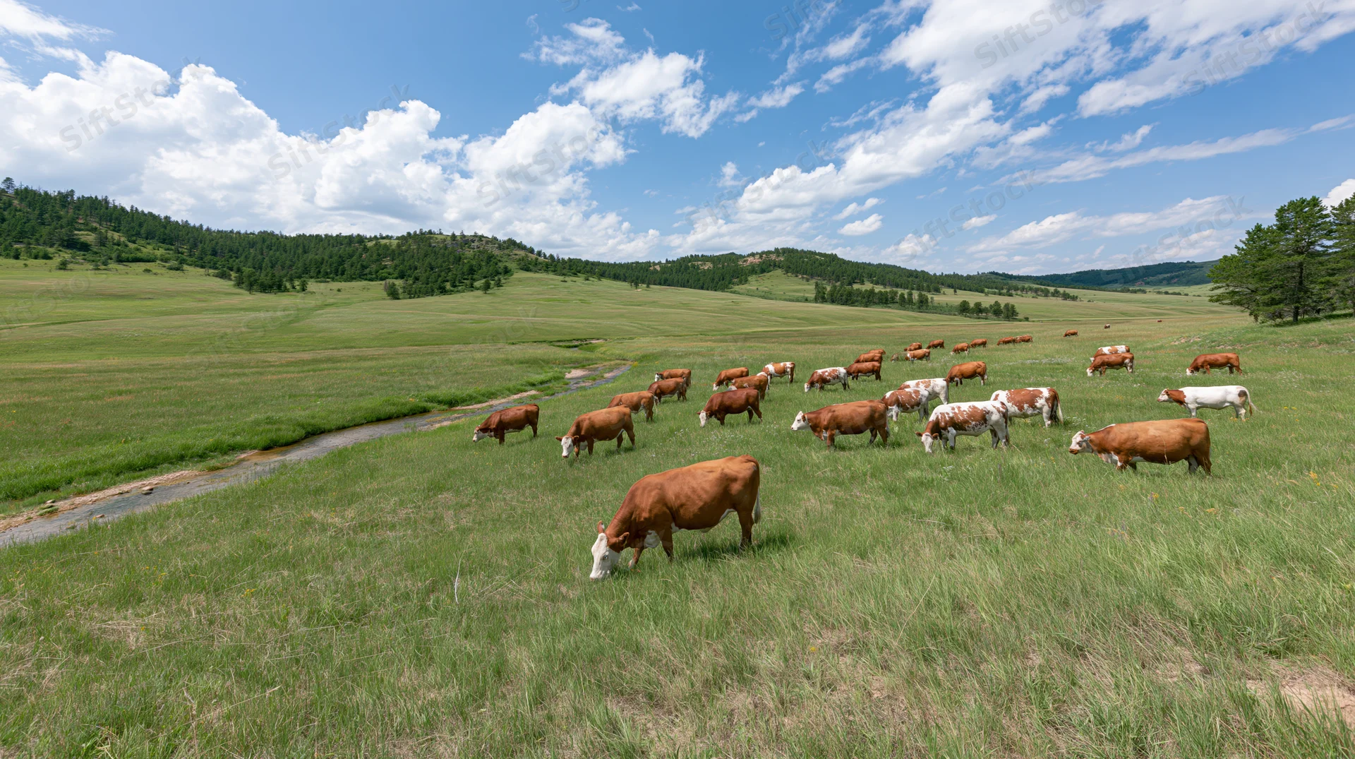 Herd of brown and white cattle grazing in a wide open grassy pasture with a stream and rolling hills under a blue sky with clouds