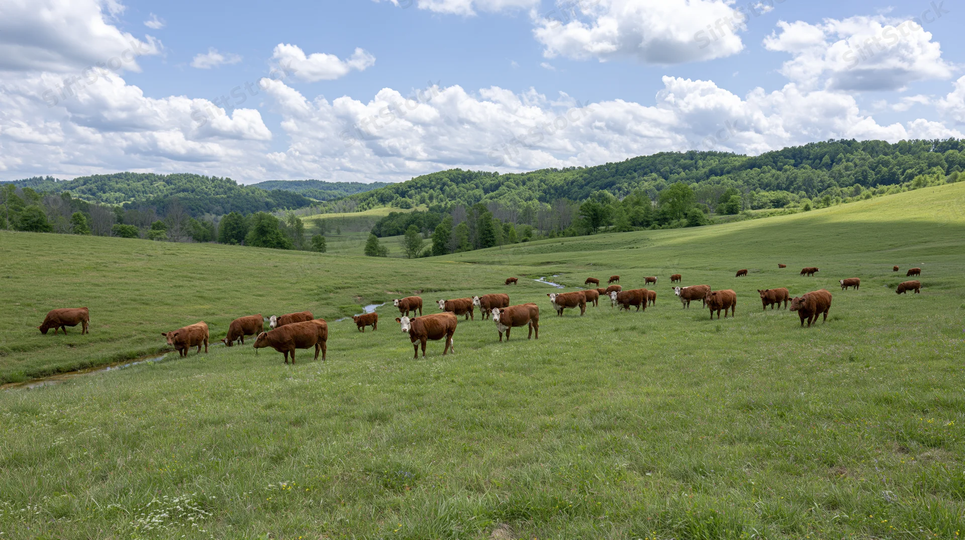 Herd of brown and white cattle grazing across a wide open green pasture under a blue sky with clouds