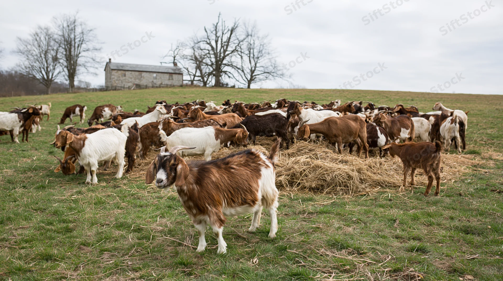 Large mixed herd of brown and white goats grazing in a grassy pasture near a stone barn