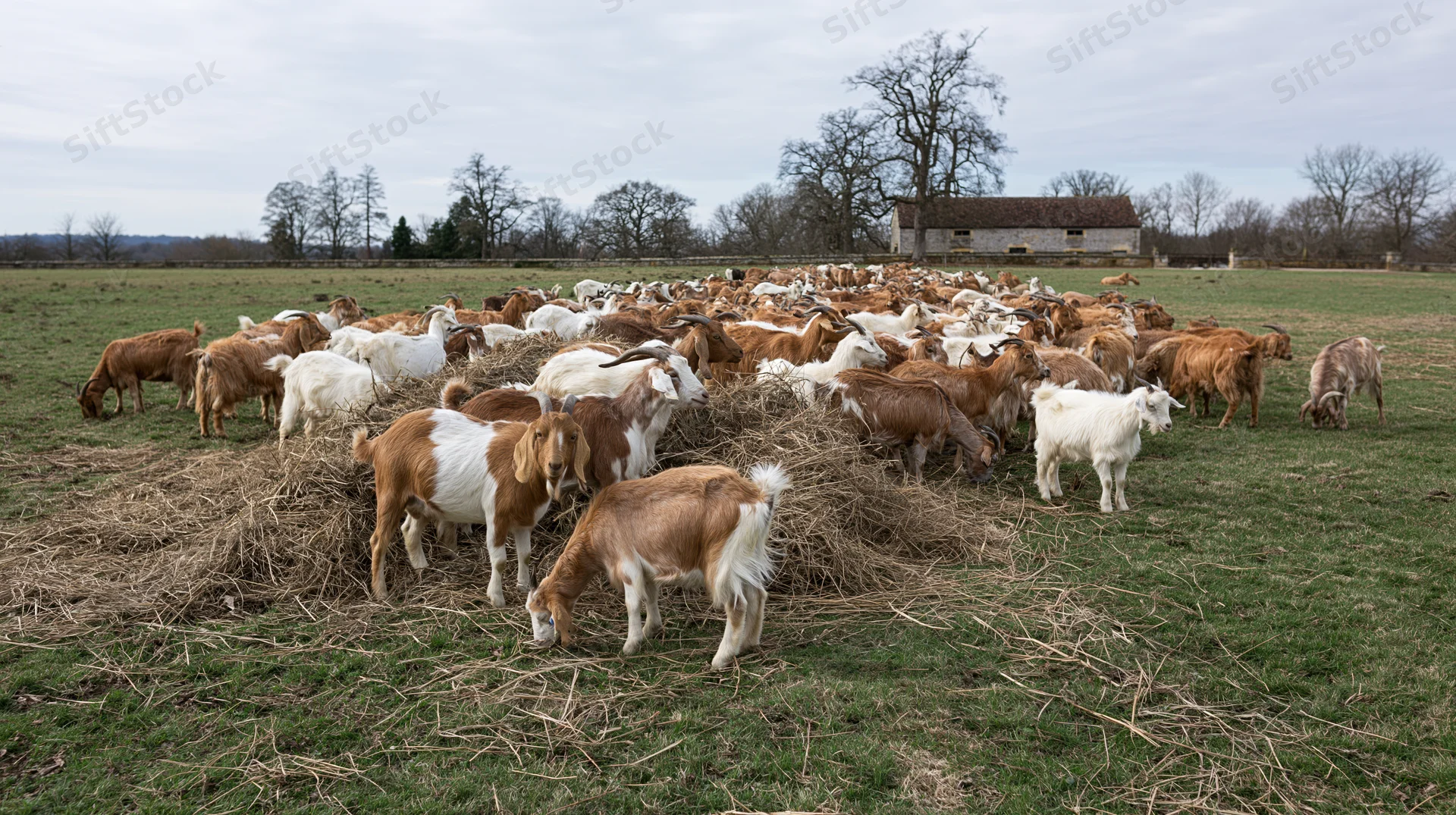 Large herd of brown and white goats grazing on hay in a pasture near a barn