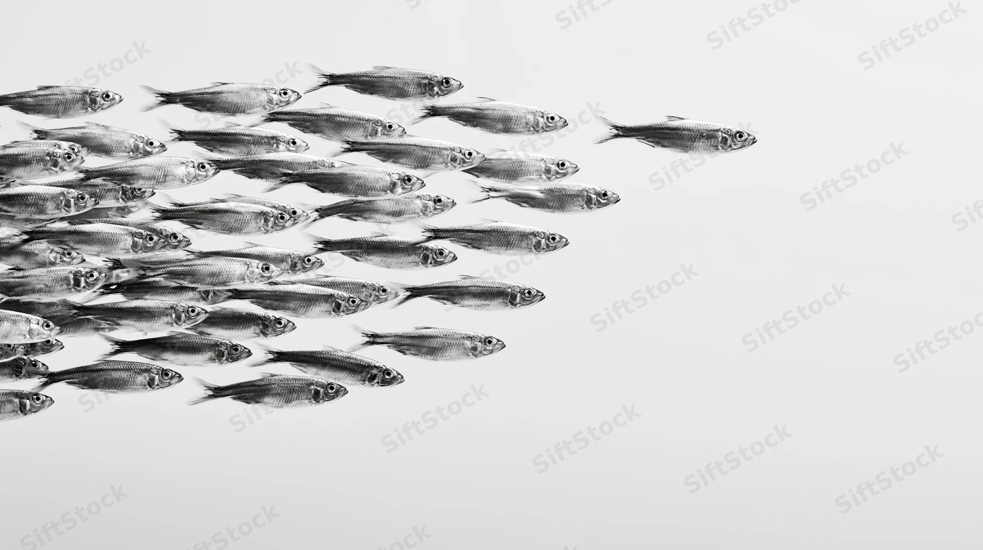 School of small silver fish swimming together with one diverging from the group in monochrome