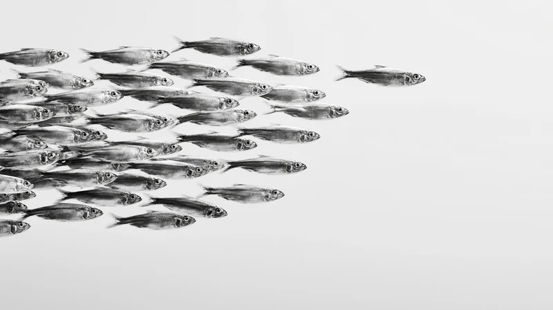 School of small silver fish swimming together with one diverging from the group in monochrome