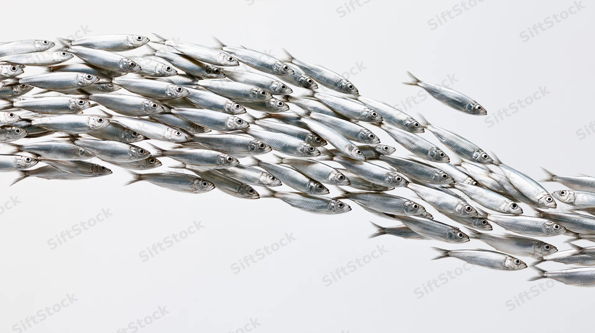 School of small silver fish swimming together in a diagonal formation against a white background