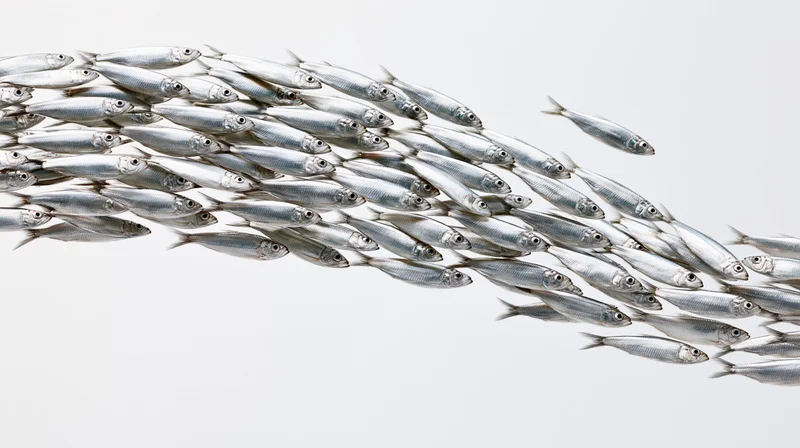 School of small silver fish swimming together in a diagonal formation against a white background