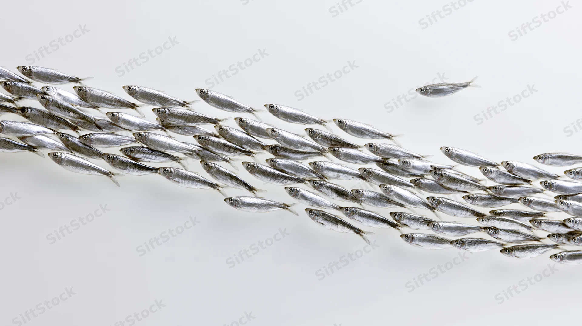 School of small silver fish swimming in synchronized formation against white background
