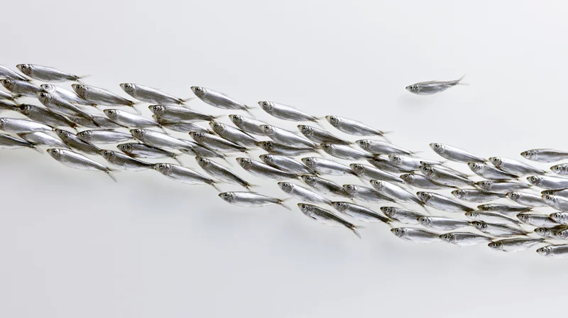 School of small silver fish swimming in synchronized formation against white background