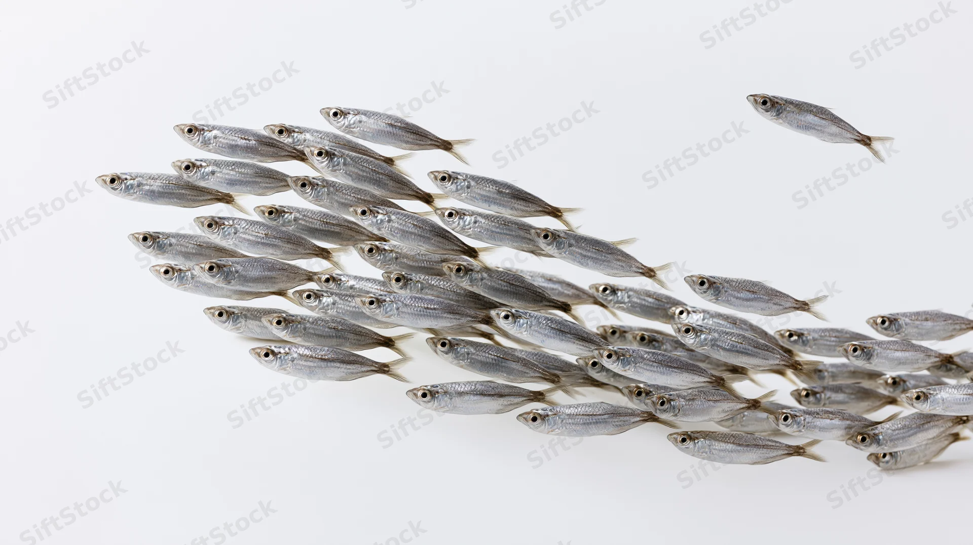 School of small silver fish swimming together in a diagonal formation against a white background