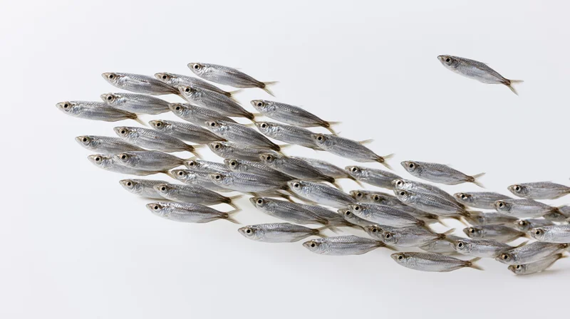 School of small silver fish swimming together in a diagonal formation against a white background