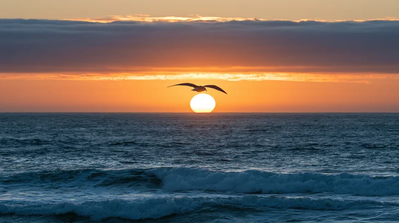 Seagull gliding with wings spread over ocean at sunset