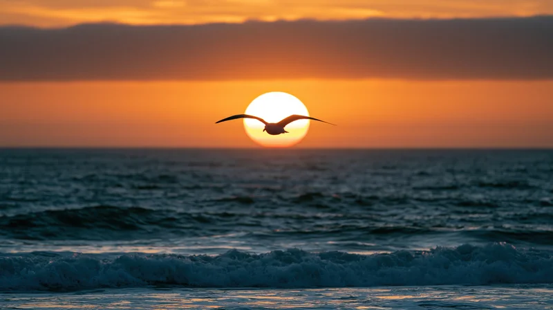 Seagull gliding with wings spread over ocean at sunset