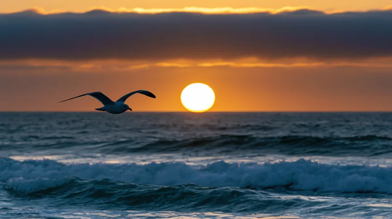 Seagull flying with wings spread over ocean at sunset