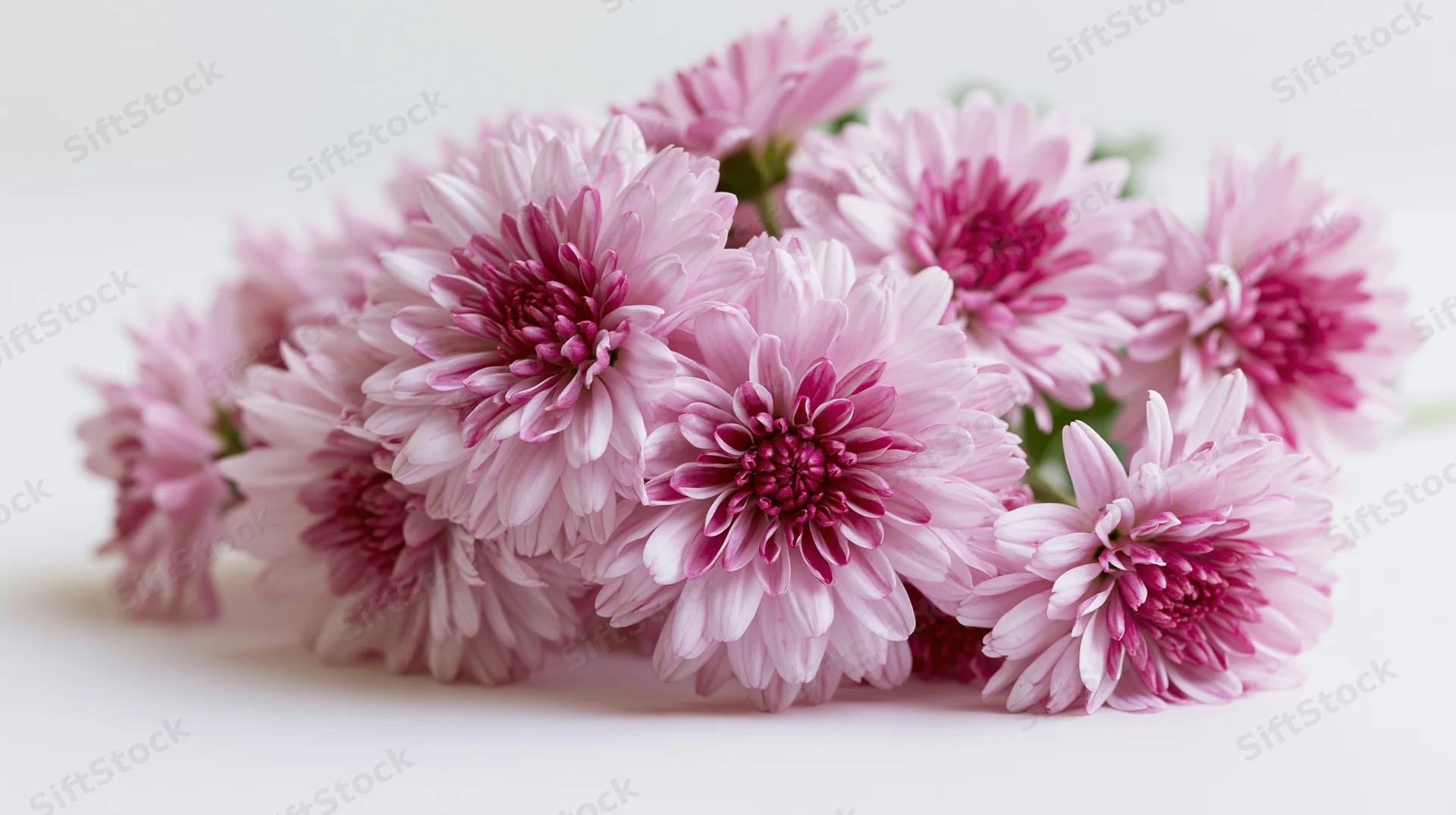 A cluster of pink chrysanthemums with layered petals arranged on a white surface