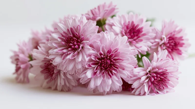 A cluster of pink chrysanthemums with layered petals arranged on a white surface