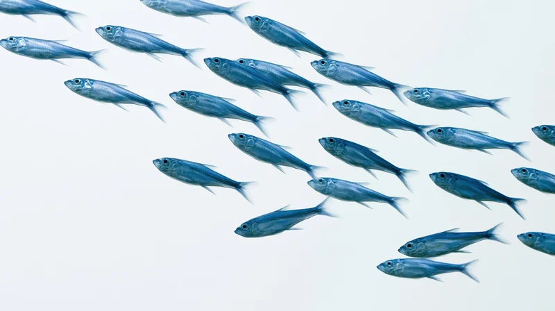 A loose school of small blue fish swimming in formation against a light background