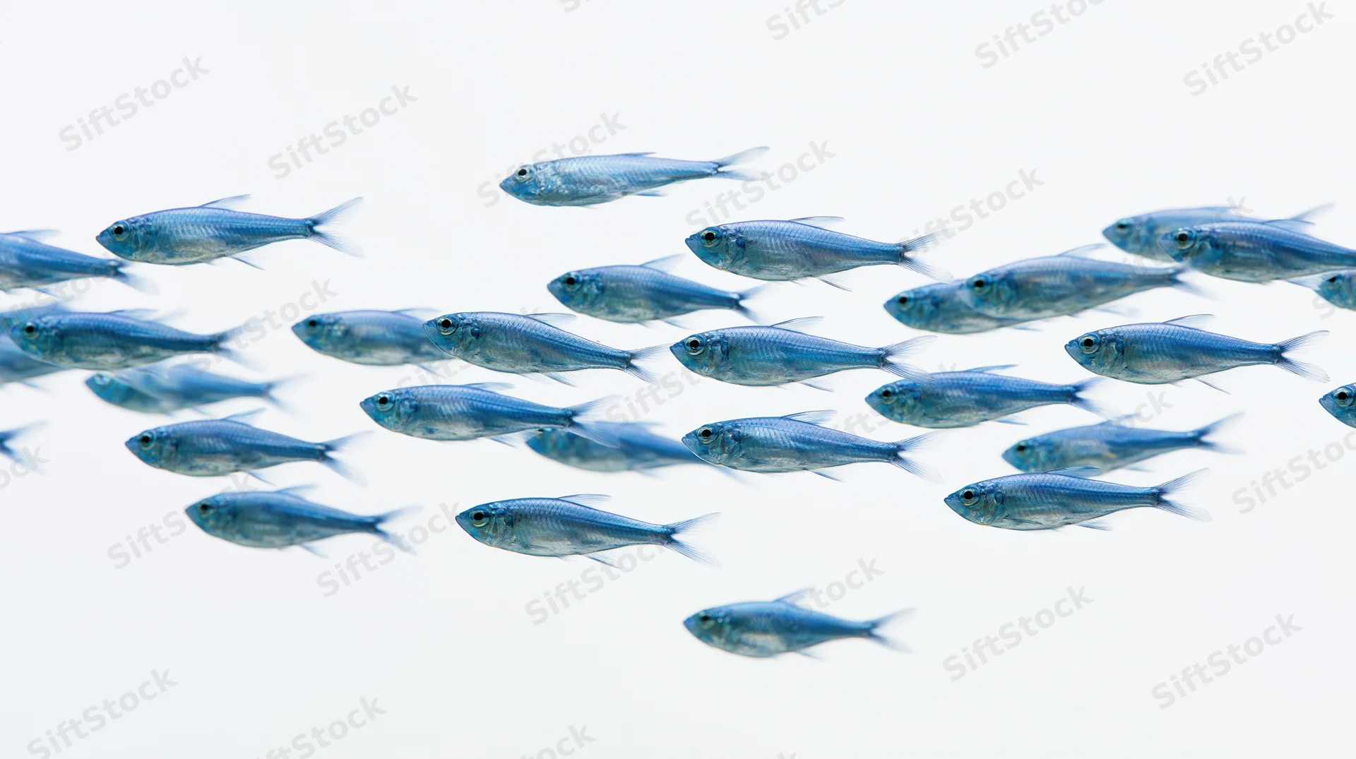A loose school of small blue fish swimming in a white space