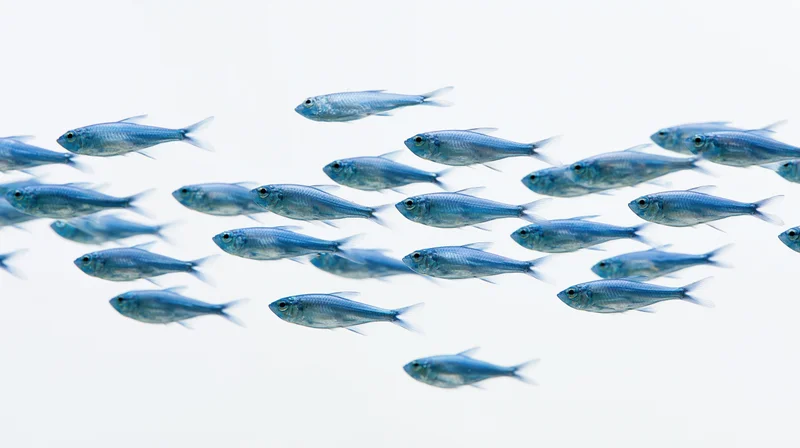 A loose school of small blue fish swimming in a white space