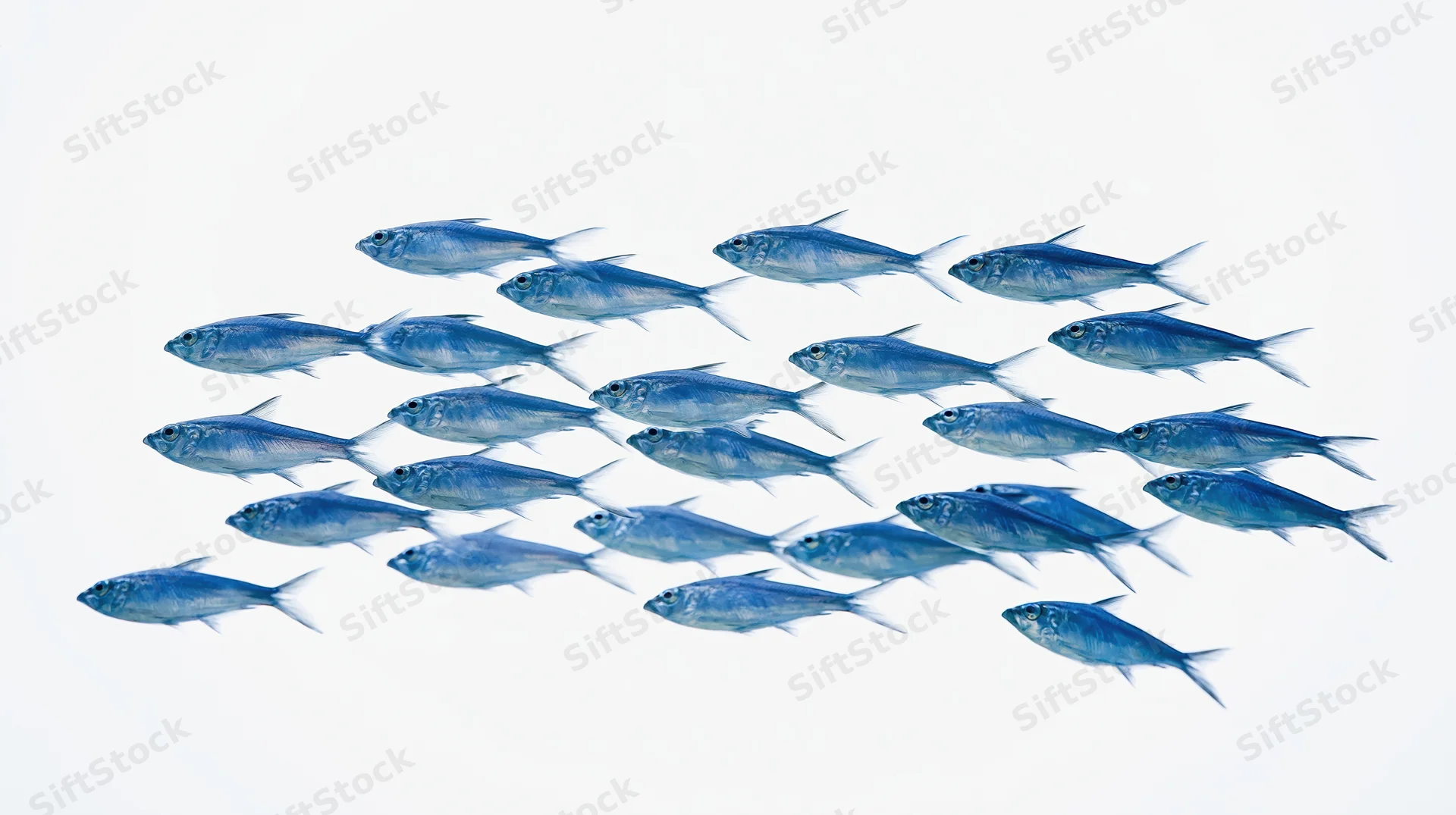 A loose school of small blue fish swimming in unison against a white background