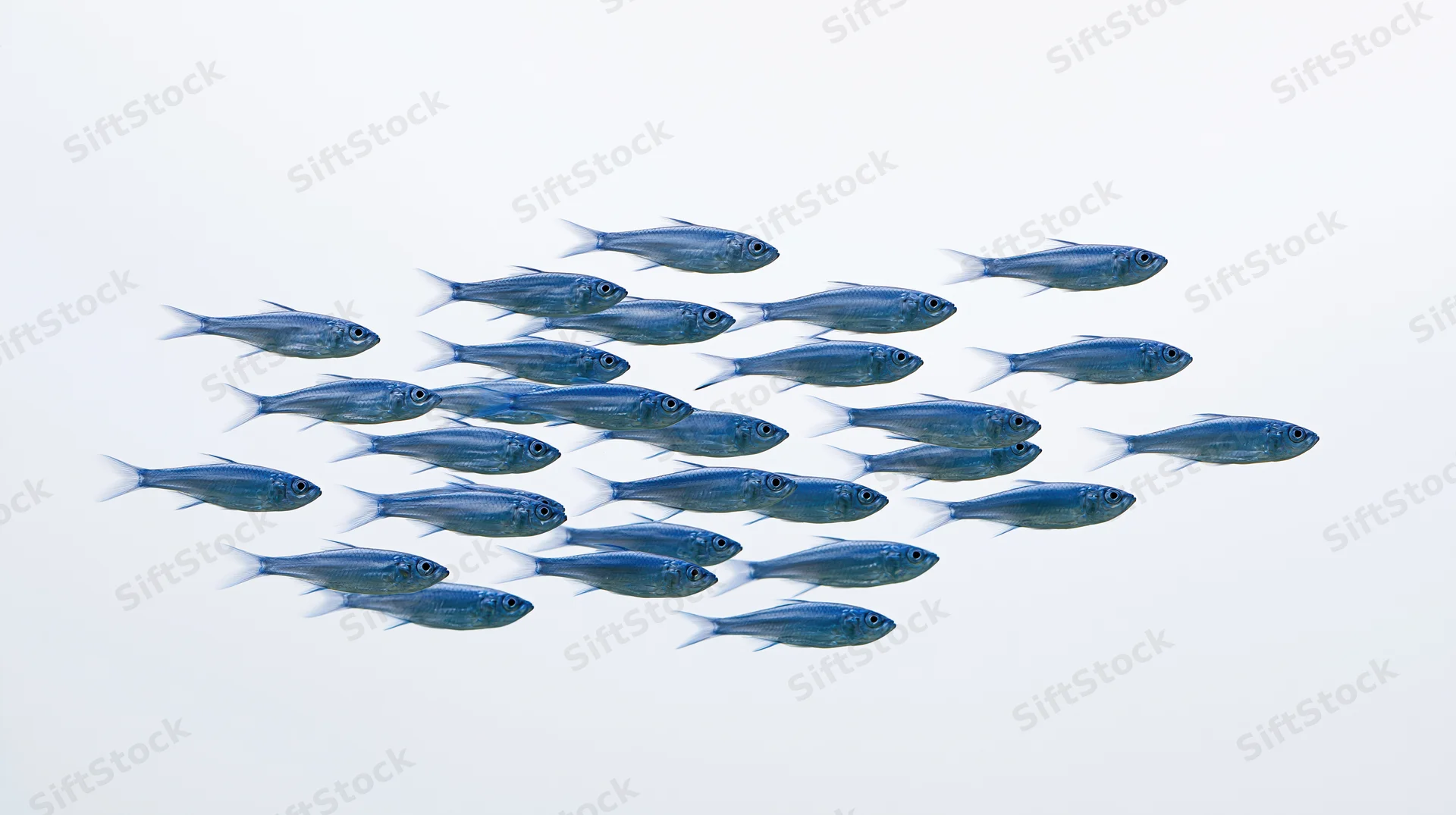 A loose school of small blue fish swimming in unison against a white background