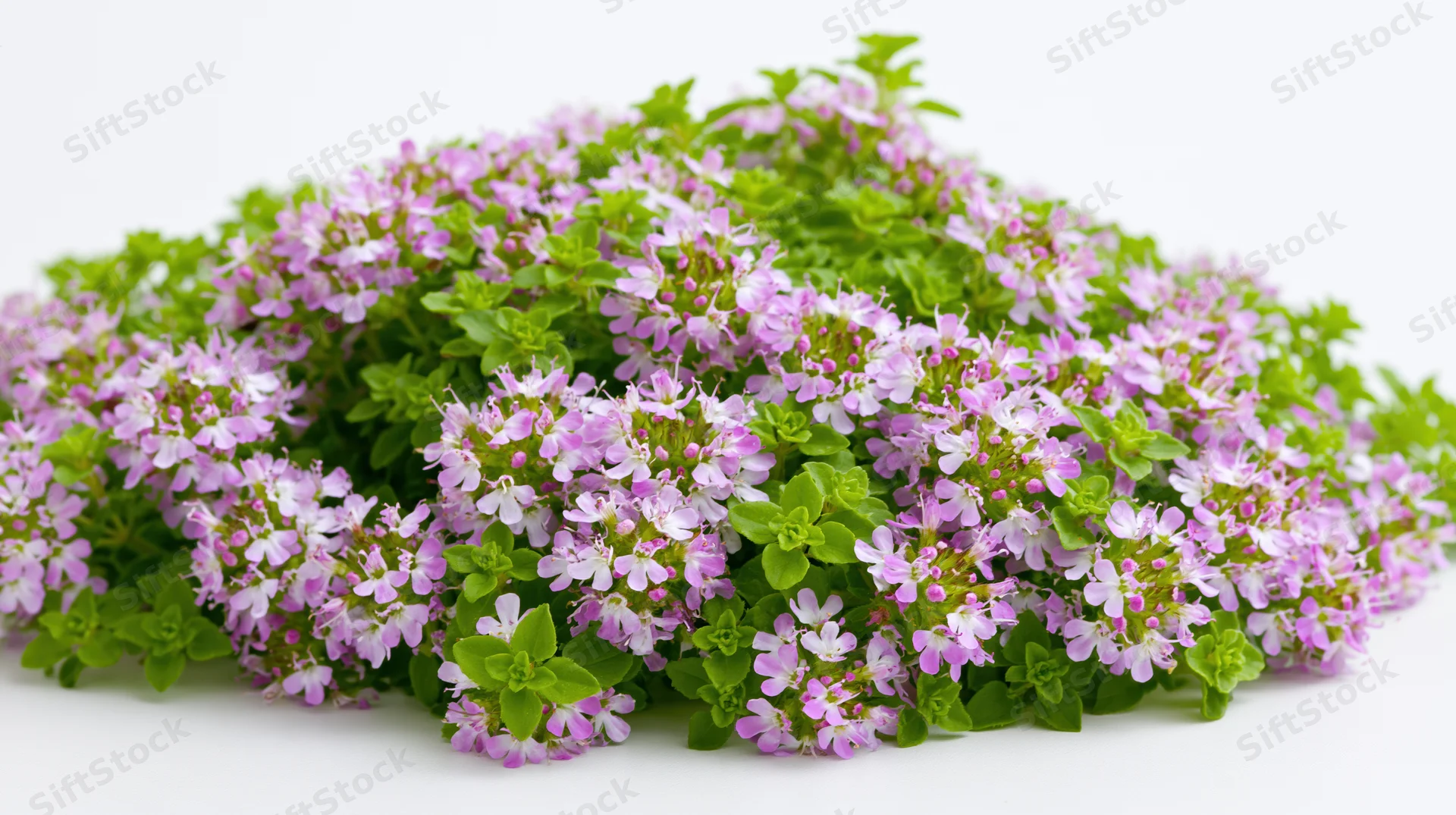 A mound of flowering thyme with small purple-pink blooms and green leaves on a white background