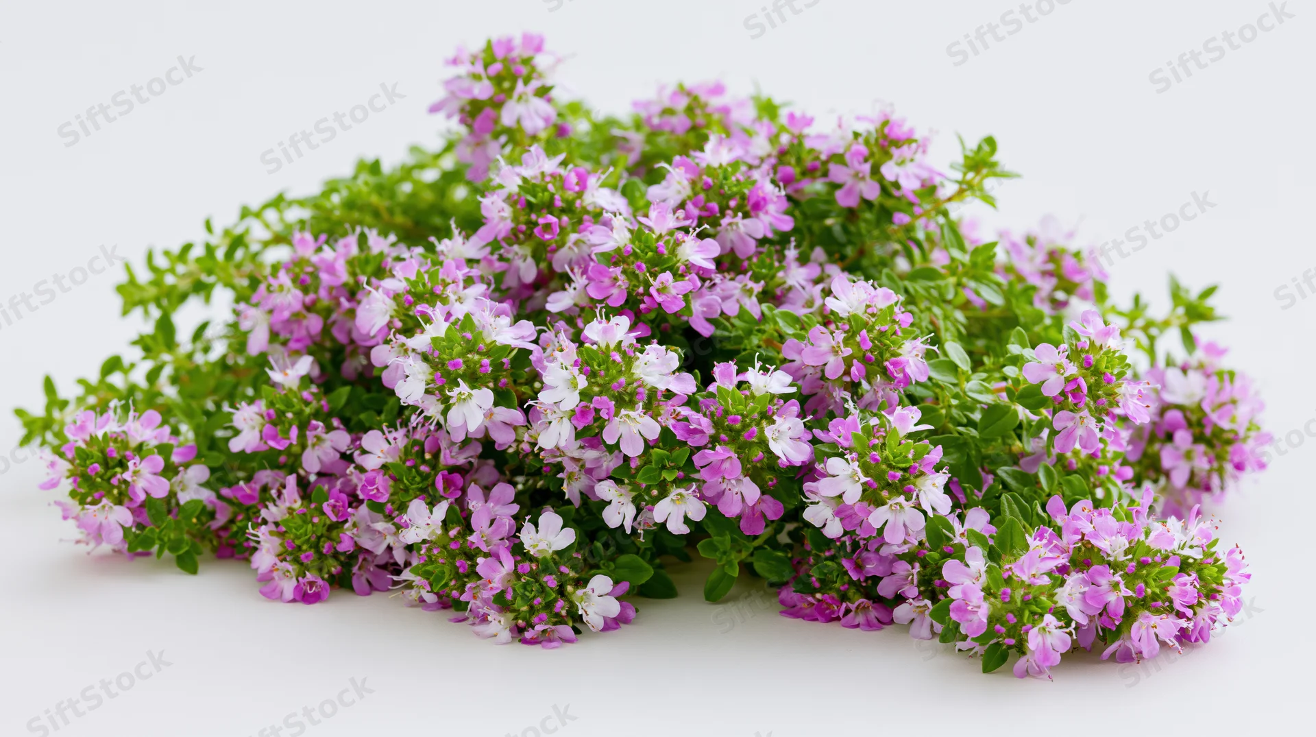 A cluster of blooming thyme herb with pink and white flowers on a white background