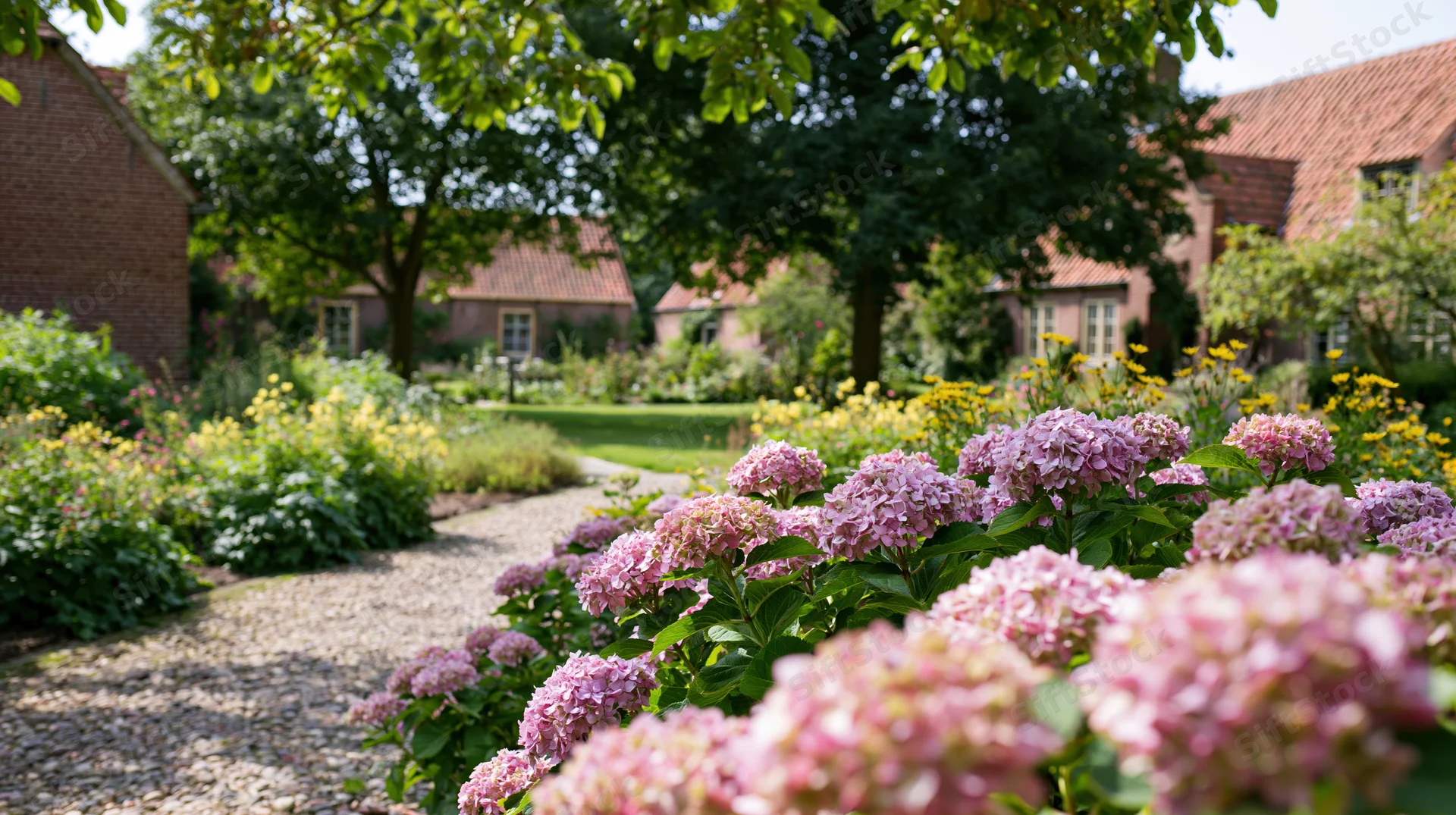 Pink hydrangeas blooming along a gravel path in a cottage garden with brick houses and trees in the background