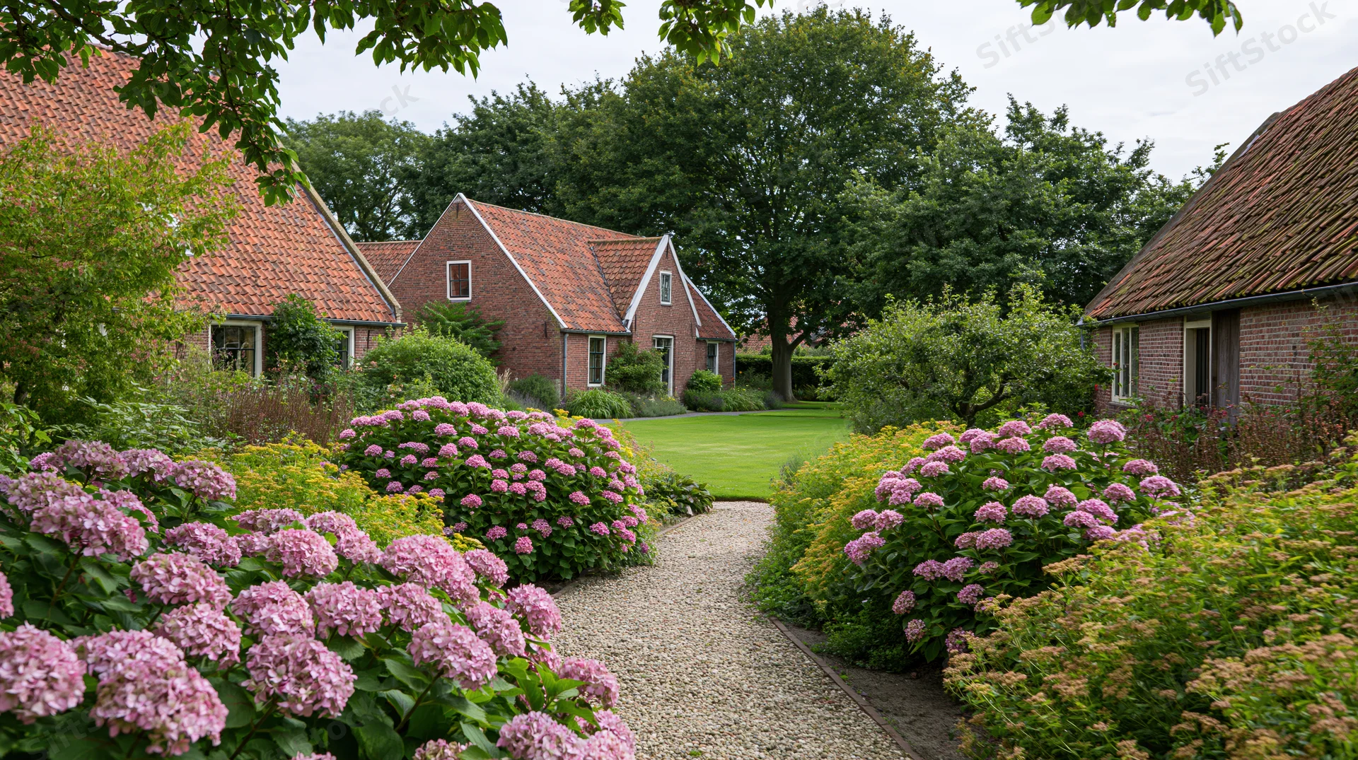 Gravel path winding through blooming hydrangeas in a cottage garden with brick houses and green lawn