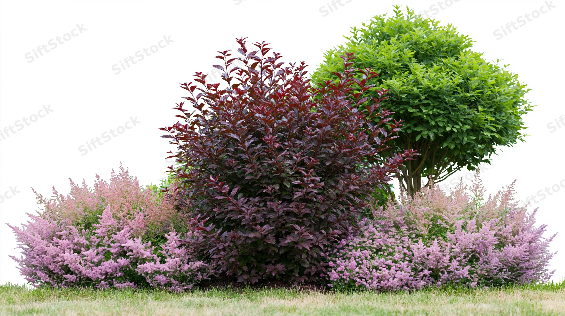 Mixed garden border with burgundy and green shrubs and pink flowering plants on grass