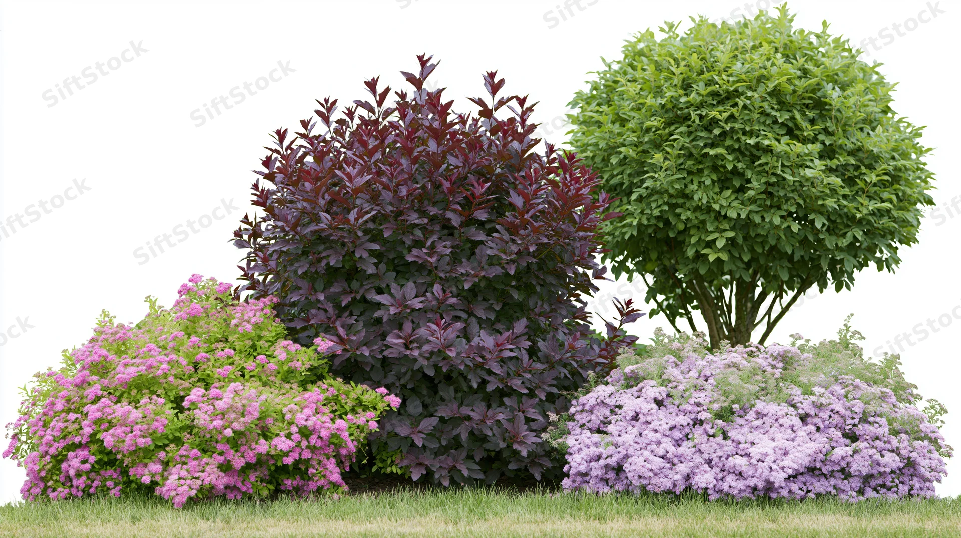 Mixed garden border with purple, pink and green shrubs and flowering plants on grass against white background