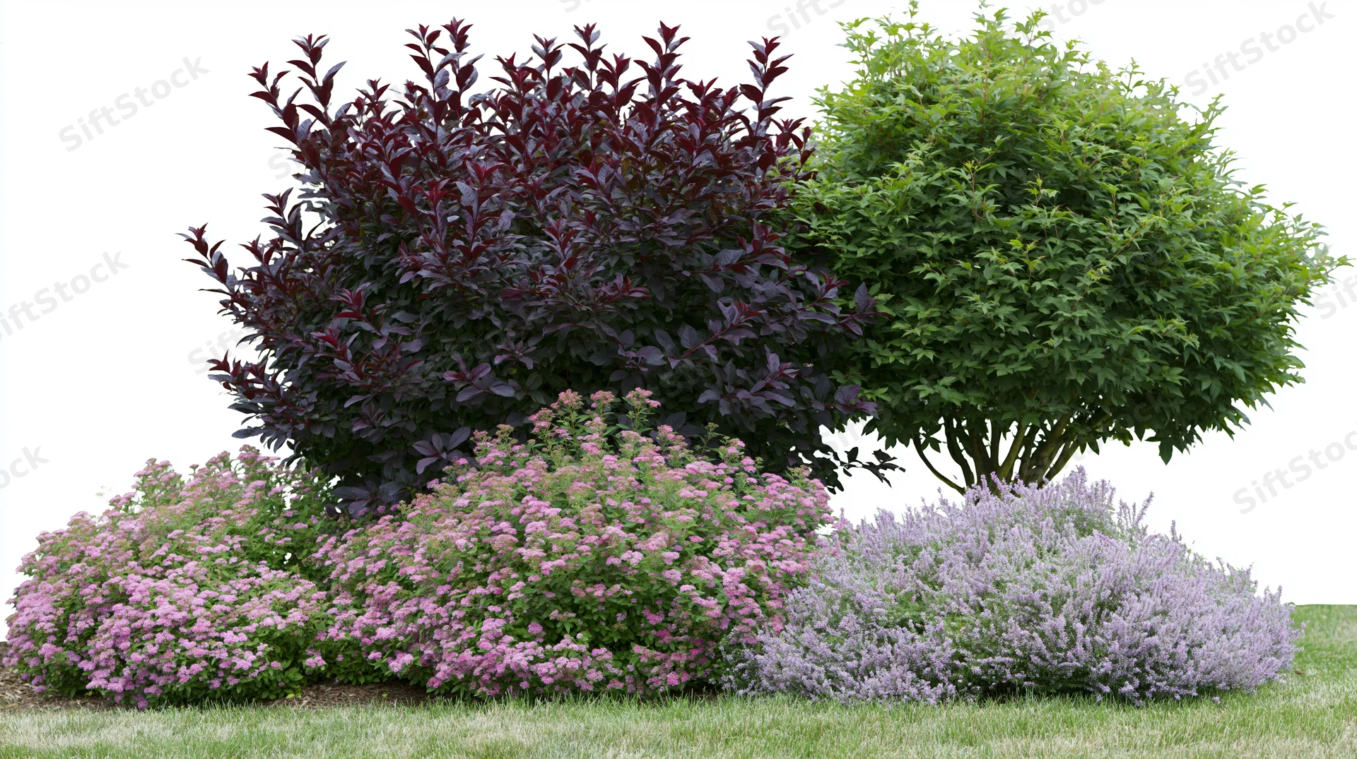 Mixed garden border with burgundy shrub, green bush, pink and lavender flowering plants on grass