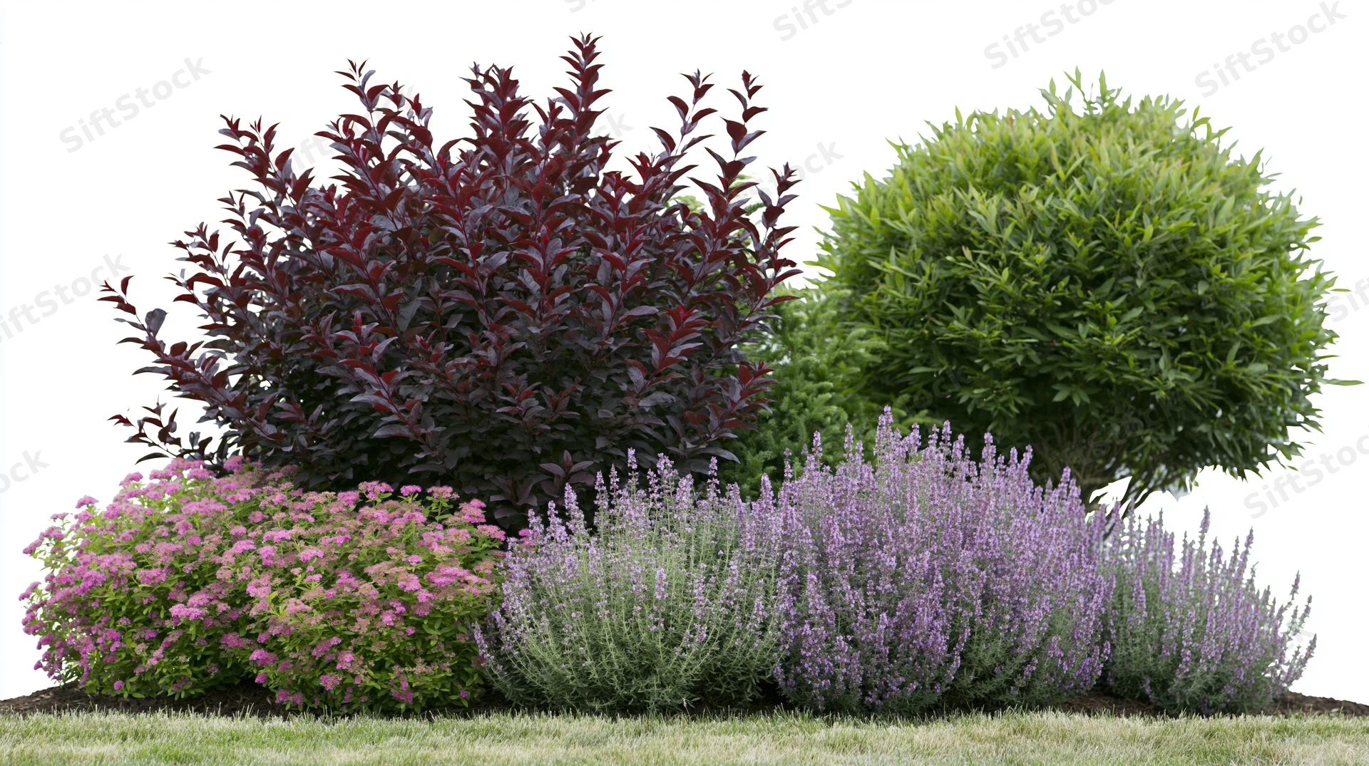Garden border with burgundy shrub, lavender, and pink flowers on grass