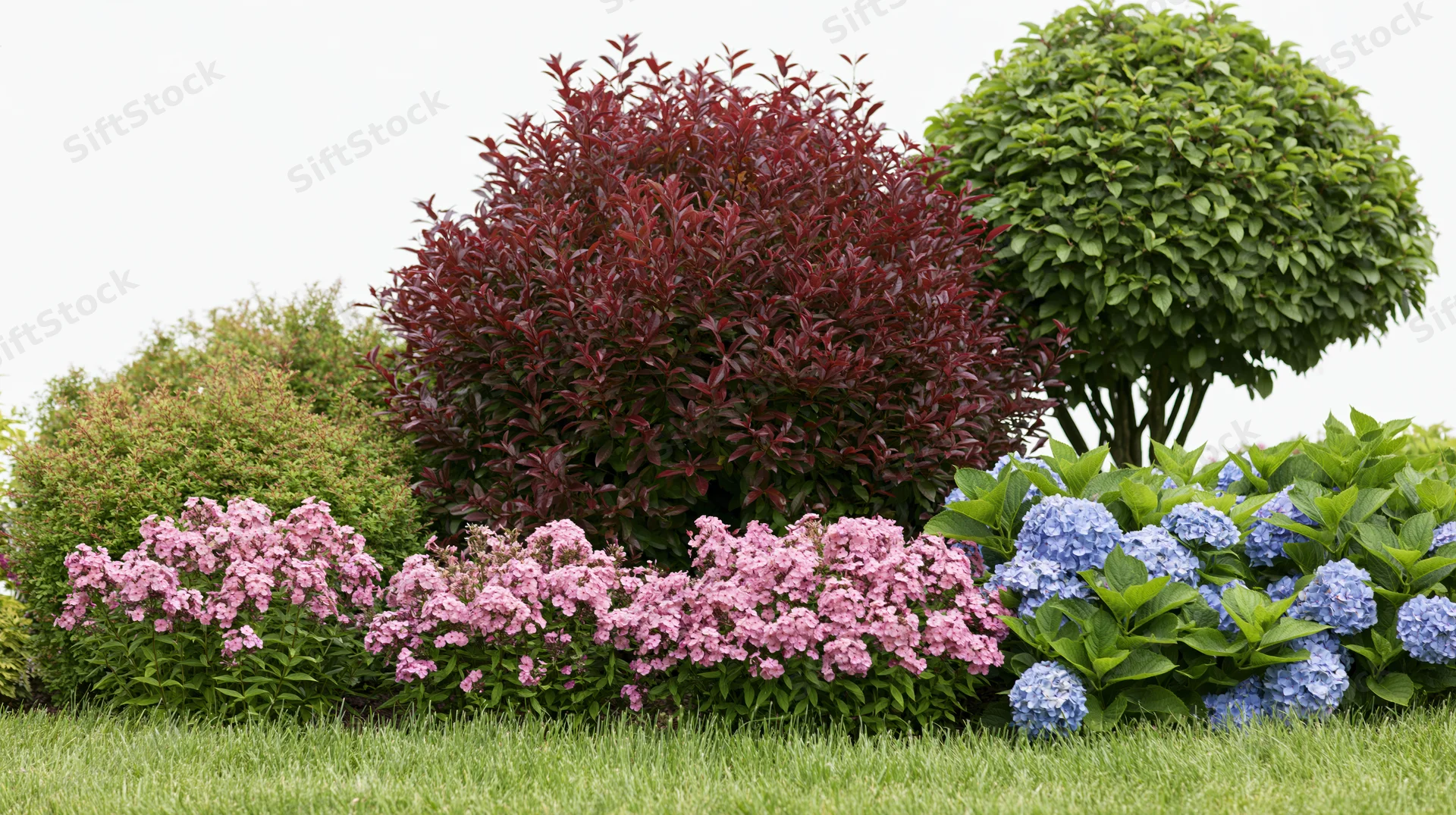 Mixed garden border with burgundy photinia shrub, pink and blue flowers, green foliage on lawn