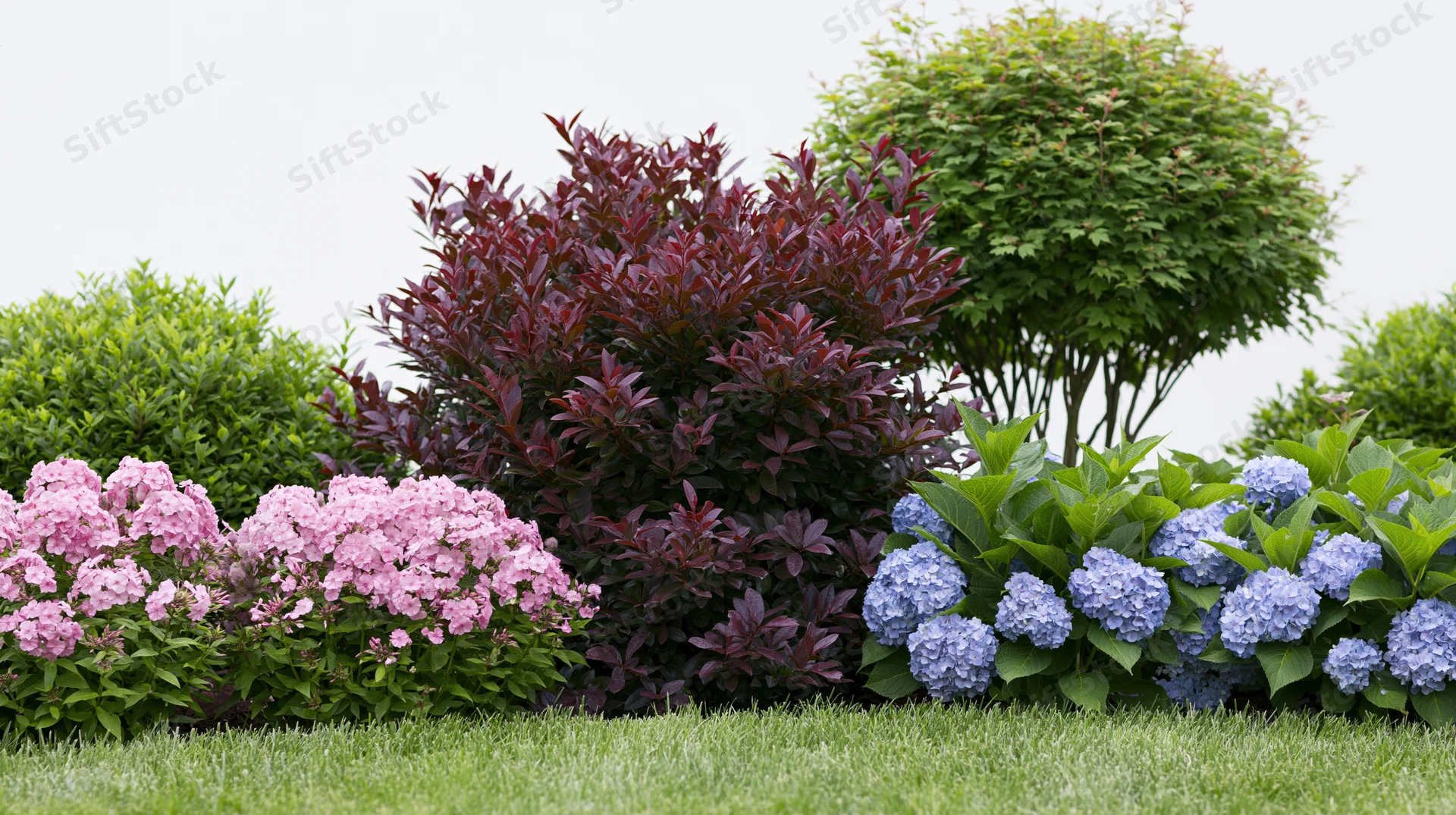 Mixed garden border with pink and blue hydrangeas and burgundy photinia shrubs on a lawn