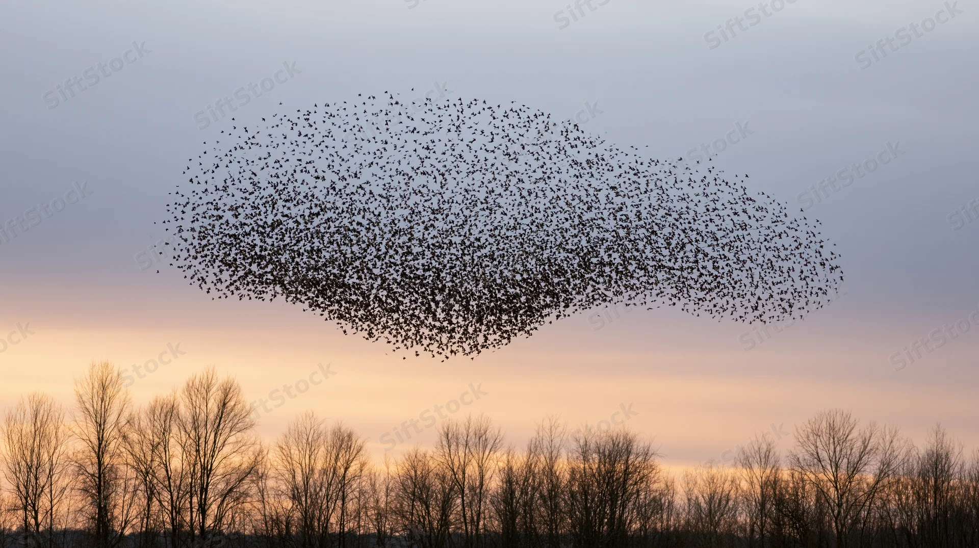 Murmuration of starlings forming a bird-like shape in the sky at sunset over bare trees