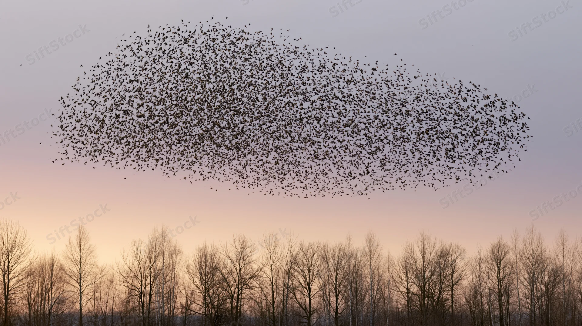 Murmuration of starlings forming a large bird-like shape in the sky above bare trees at twilight