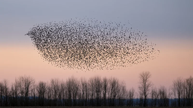 Murmuration of starlings forming a bird-like shape in twilight sky above bare trees