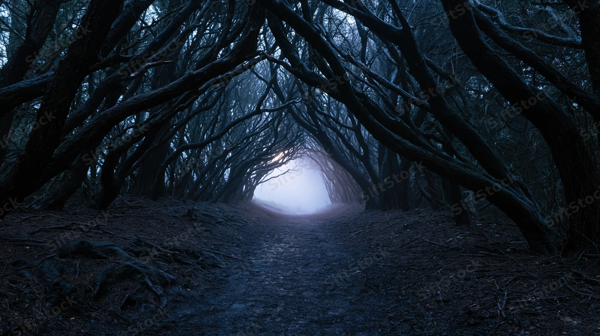 Narrow dirt path winding through dark forest tunnel with bare trees arching overhead, fading into foggy distance