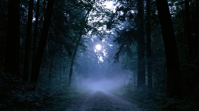 Narrow dirt path receding into dense forest at night with moonlight filtering through foggy trees