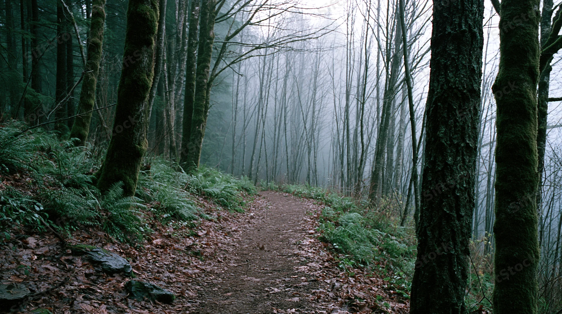 Narrow dirt trail winding through dense deciduous forest with moss-covered trees and ferns under misty overcast sky