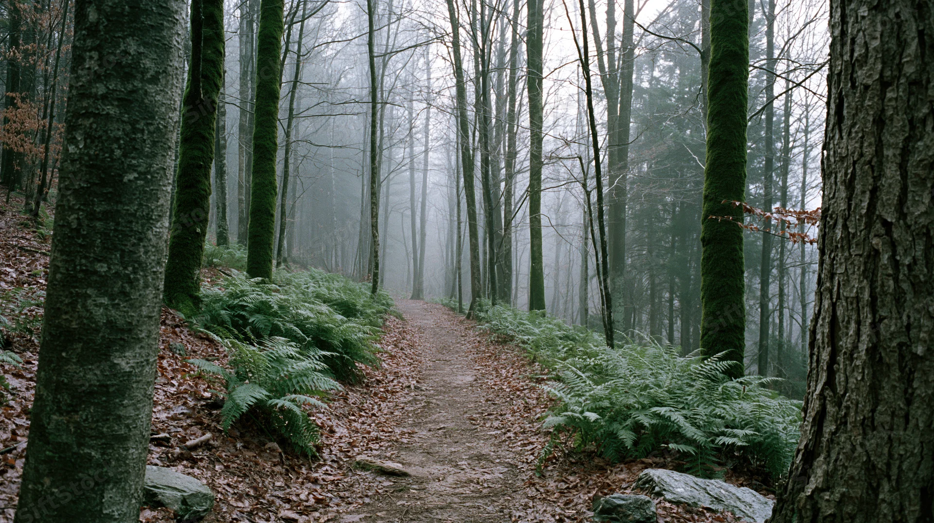Narrow dirt trail winding through dense deciduous forest with moss-covered trees and ferns under foggy overcast sky