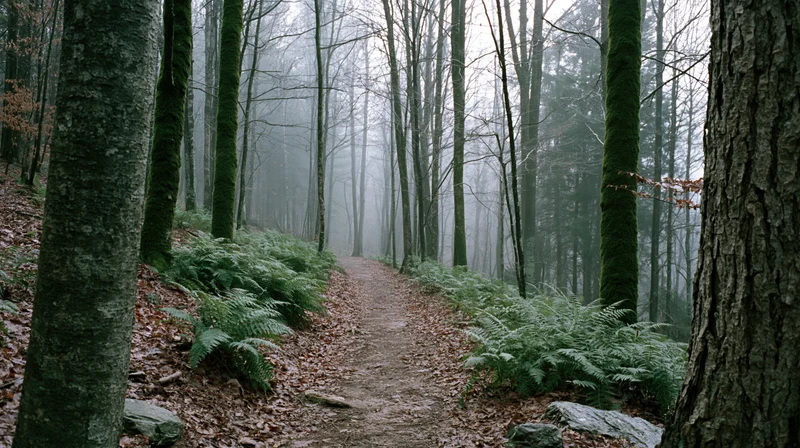 Narrow dirt trail winding through dense deciduous forest with moss-covered trees and ferns under foggy overcast sky