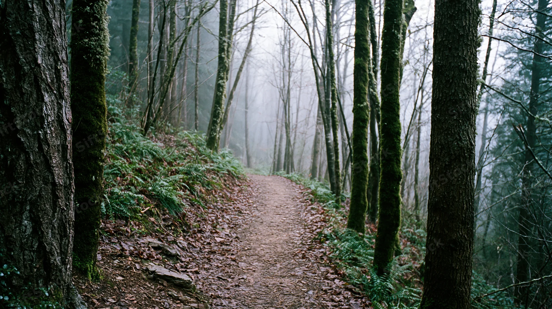 Narrow dirt trail winding through dense deciduous forest with moss-covered trees and ferns under foggy overcast sky