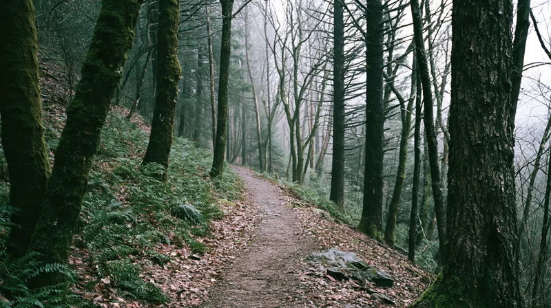 Narrow dirt trail winding through dense deciduous forest with moss-covered trees and ferns under misty overcast sky