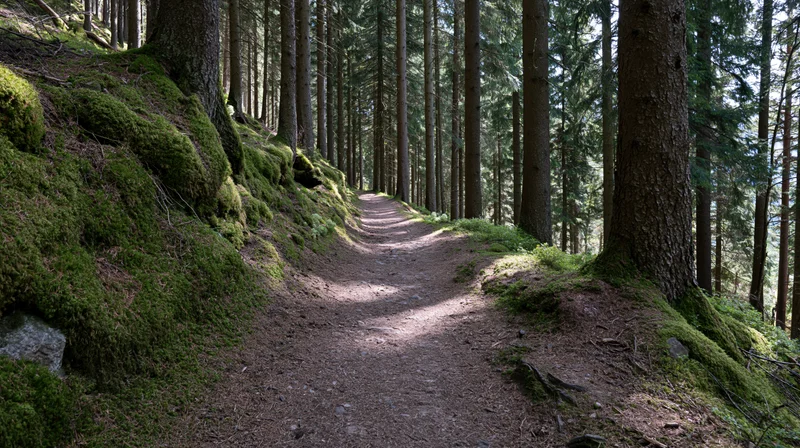 Narrow dirt trail winding through a mature conifer forest with moss-covered slopes and dappled sunlight