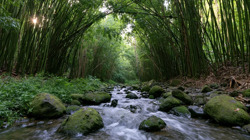 Narrow stream flowing over moss-covered rocks through a dense bamboo forest