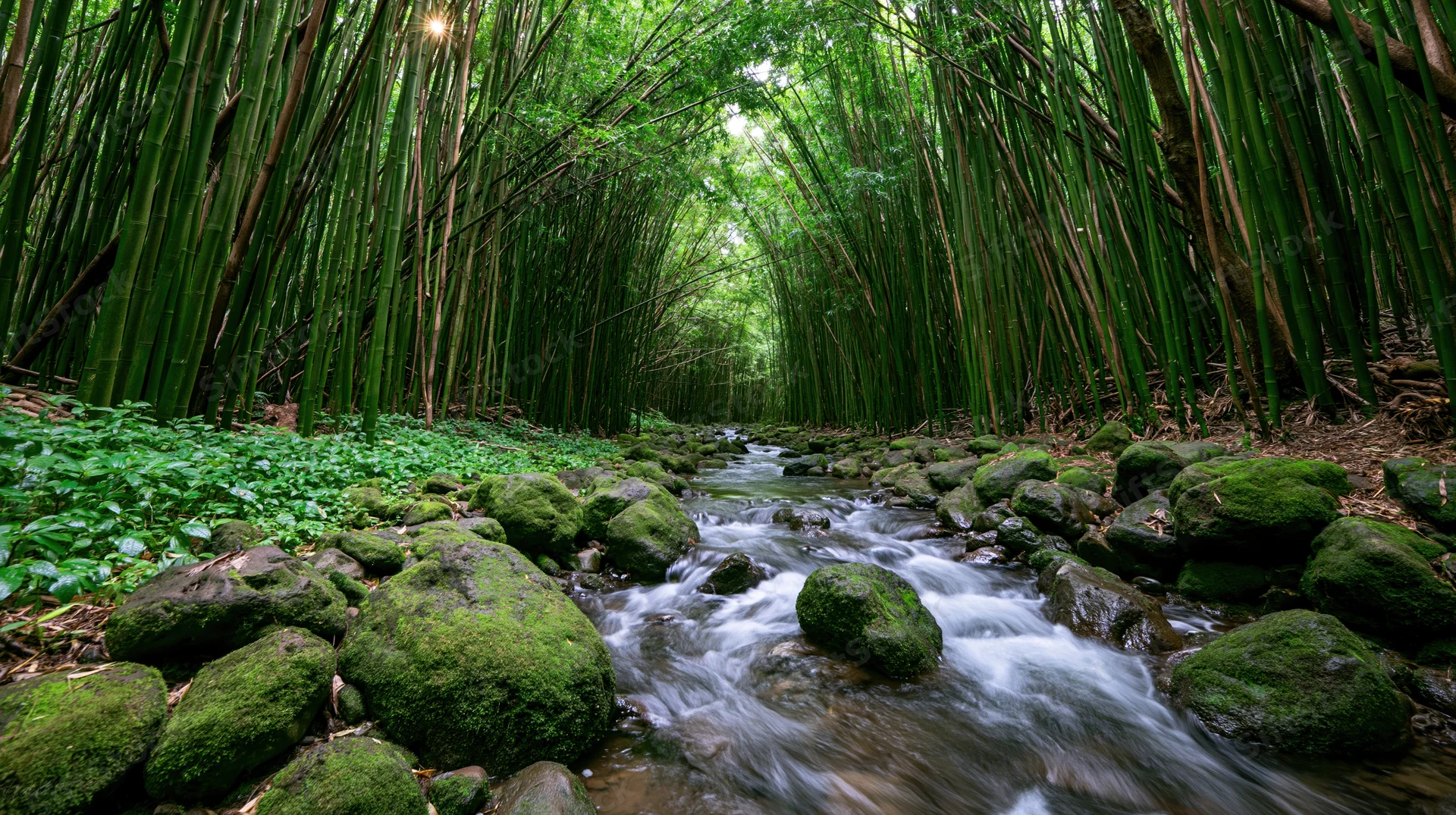Narrow stream flowing over moss-covered rocks through a dense bamboo forest