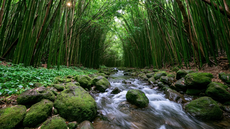 Narrow stream flowing over moss-covered rocks through a dense bamboo forest