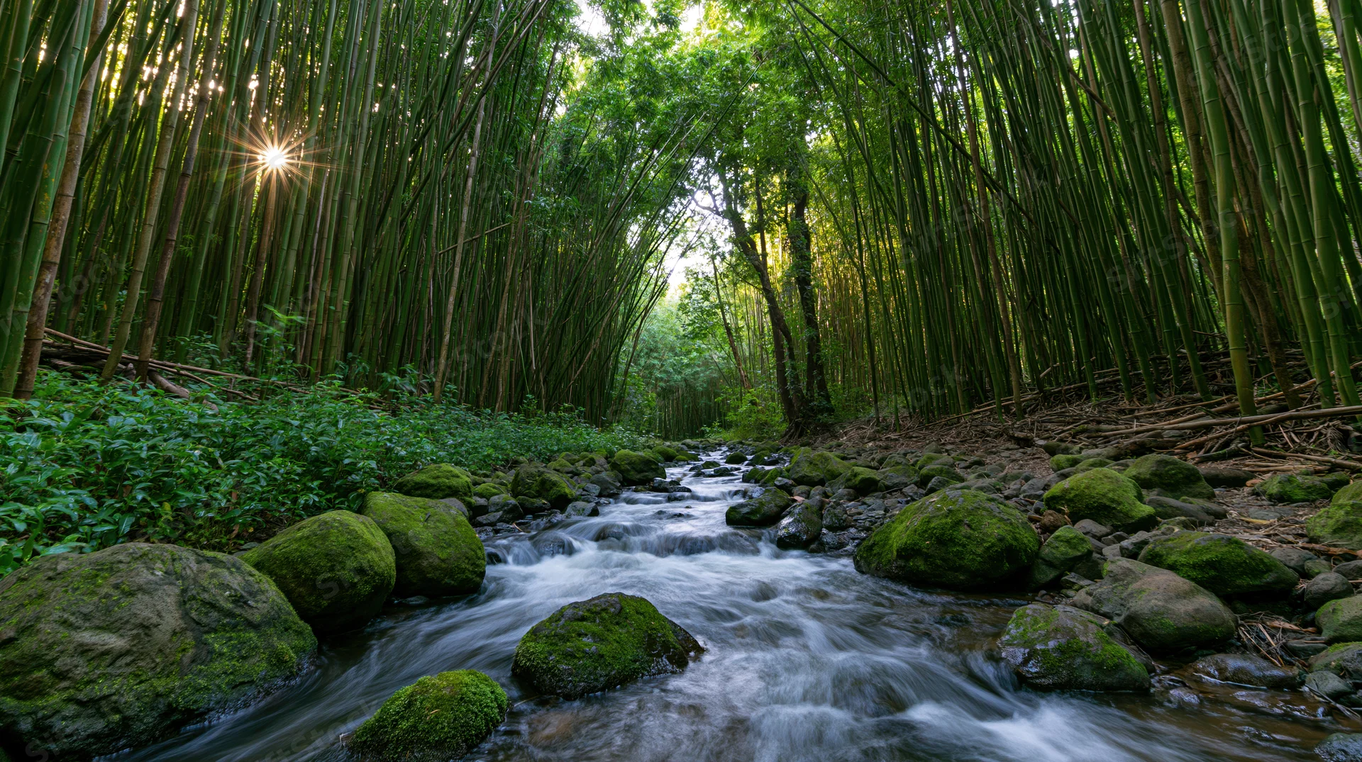 Narrow stream flowing over moss-covered rocks through a dense bamboo forest with sunlight filtering through the canopy