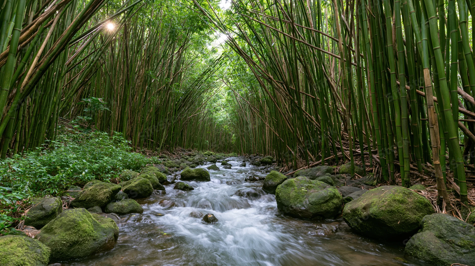 Narrow stream flowing over moss-covered rocks through a dense bamboo forest