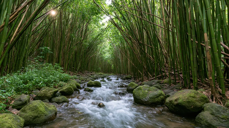 Narrow stream flowing over moss-covered rocks through a dense bamboo forest