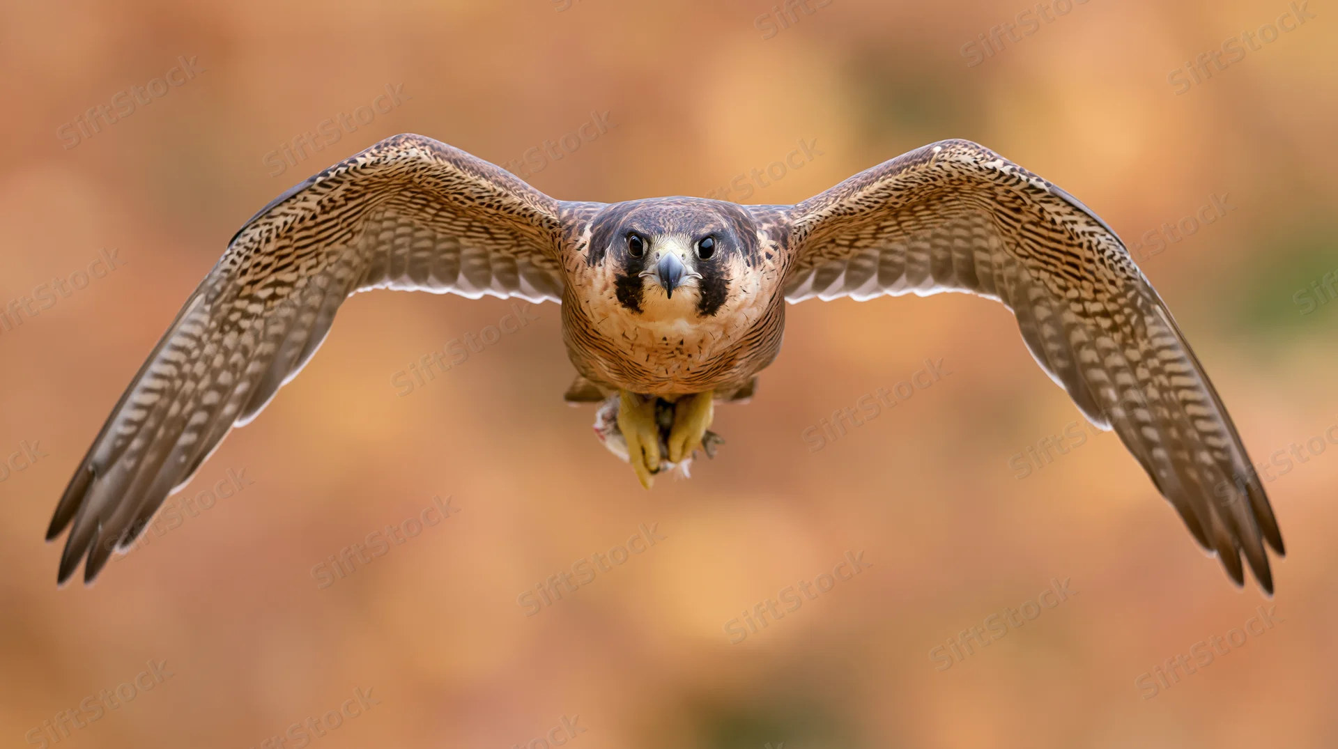 Peregrine falcon flying toward camera with wings spread in autumn woodland